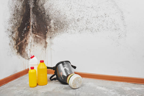 Best Crawl Space Mold Removal  in Guntersville, AL
