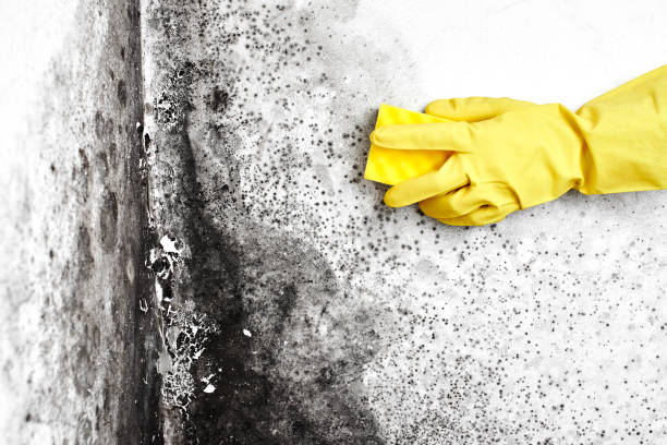 Best Residential Mold Removal  in Guntersville, AL