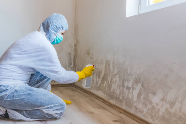 Best Mold Removal Process  in Guntersville, AL