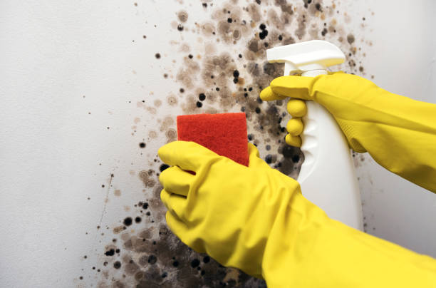 Best Mold Damage Repair  in Guntersville, AL