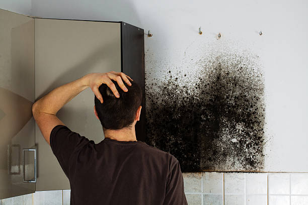 Best Same-Day Mold Removal  in Guntersville, AL